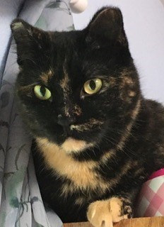Leonie, an adoptable mixed breed in Anchorage, AK image 1/6