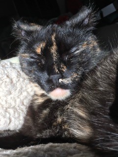 Leonie, an adoptable mixed breed in Anchorage, AK image 2/6
