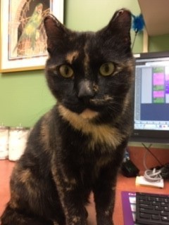Leonie, an adoptable mixed breed in Anchorage, AK image 3/6