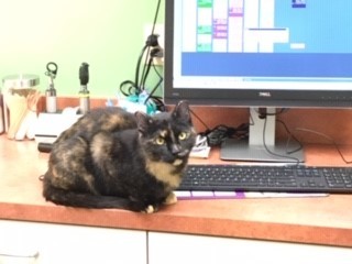 Leonie, an adoptable mixed breed in Anchorage, AK image 4/6