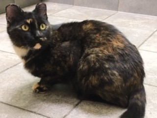 Leonie, an adoptable mixed breed in Anchorage, AK image 5/6