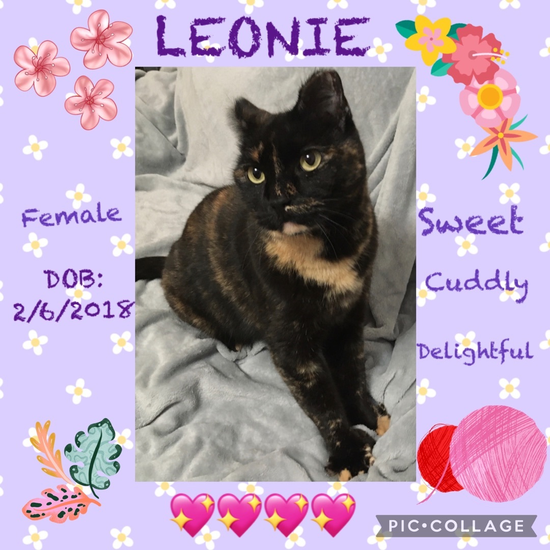 Leonie, an adoptable mixed breed in Anchorage, AK image 6/6