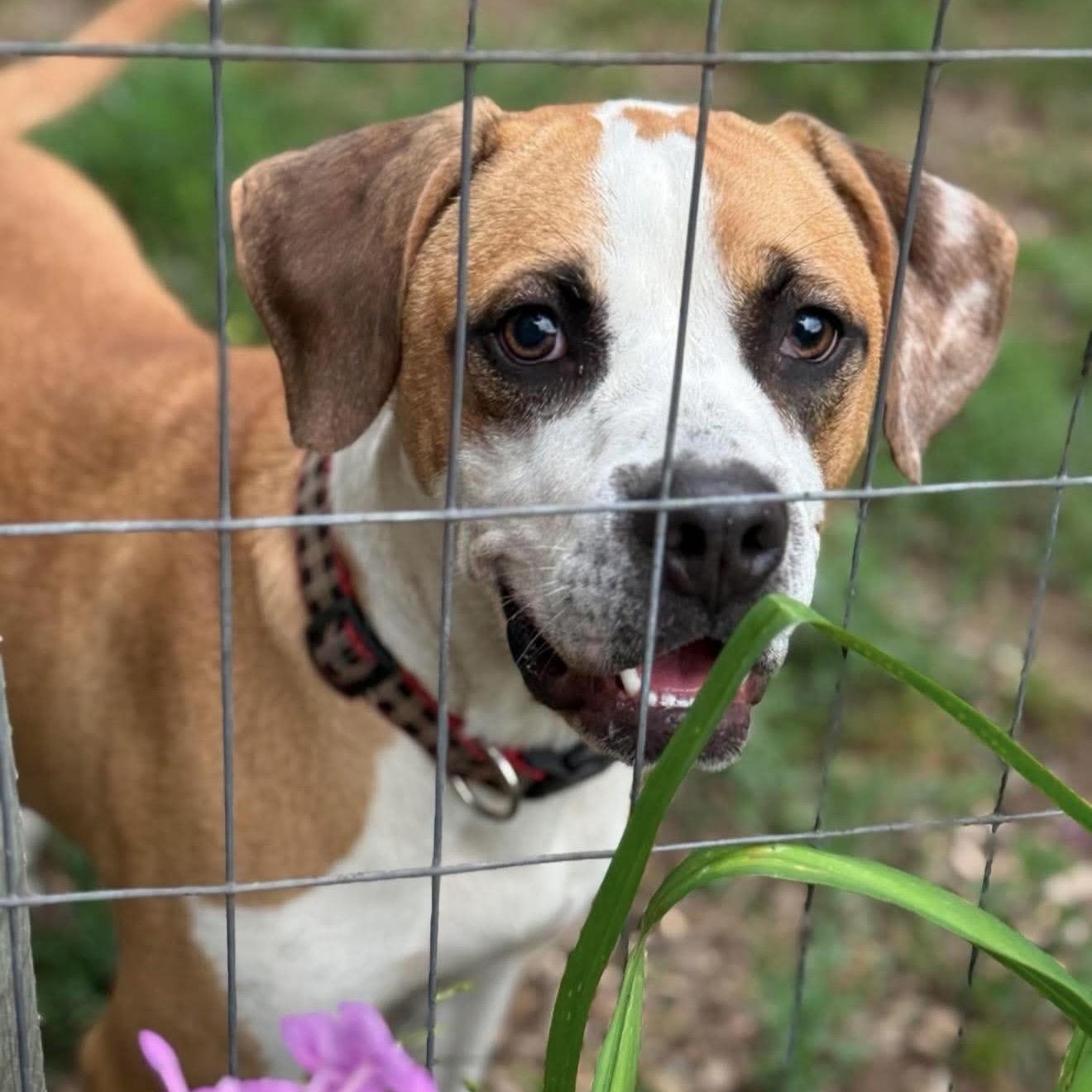Buster, a ADOPTABLE mixed breed in Pelham, NH image 6/6