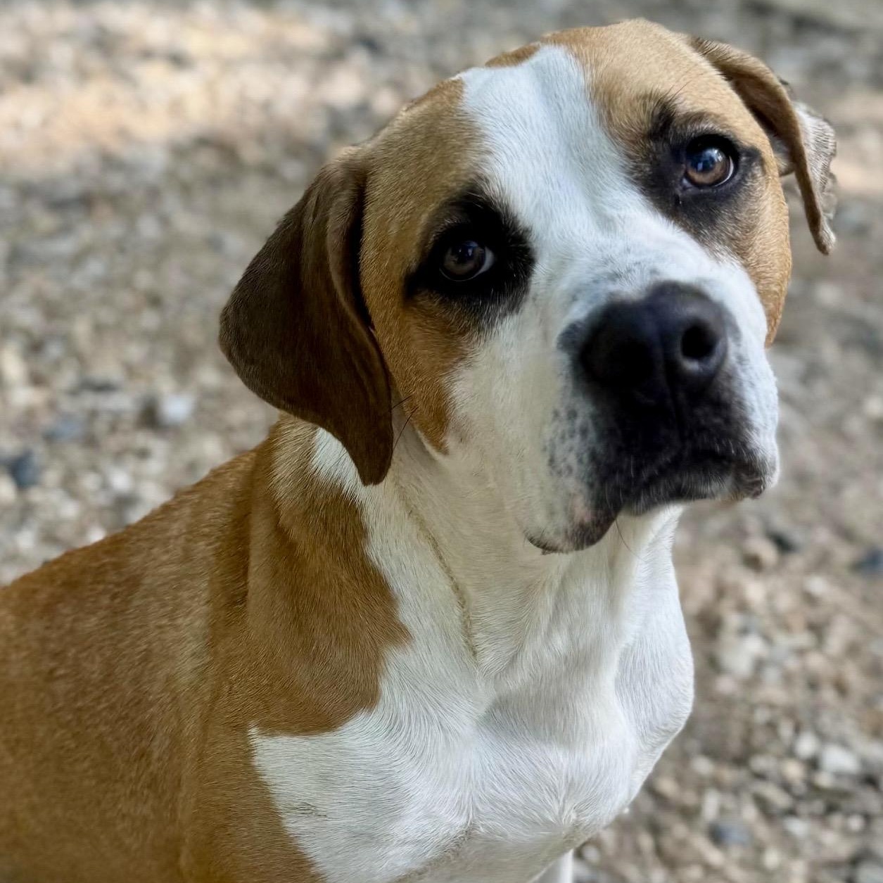 Buster, a ADOPTABLE mixed breed in Pelham, NH image 3/6