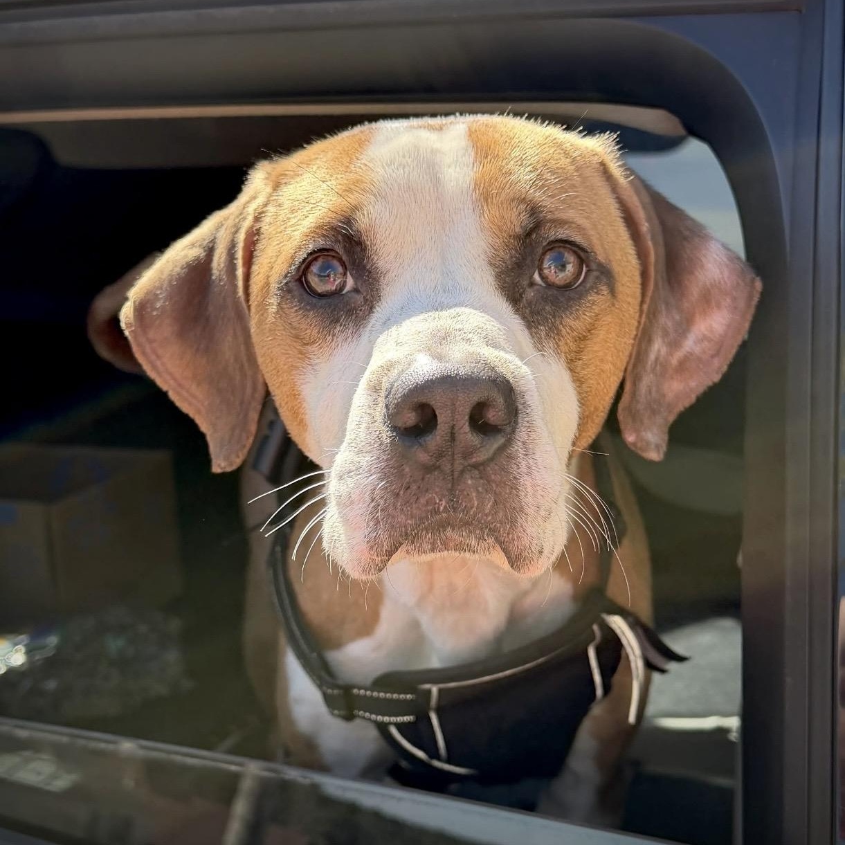 Buster, a ADOPTABLE mixed breed in Pelham, NH image 2/6