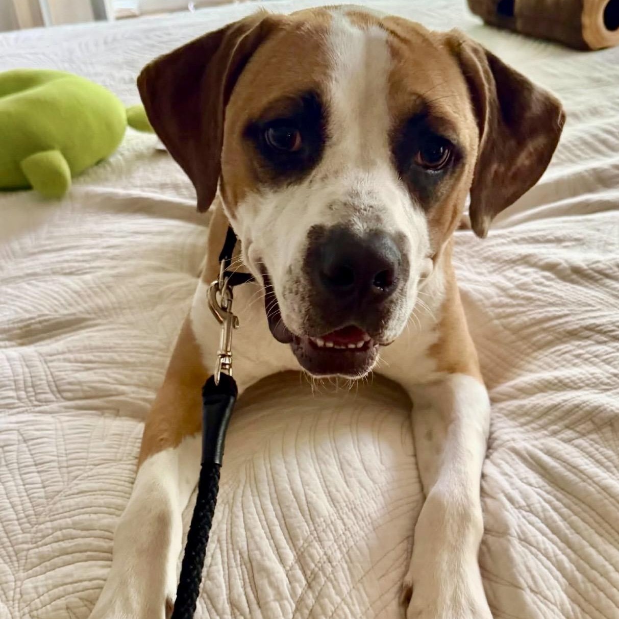 Buster, a ADOPTABLE mixed breed in Pelham, NH image 4/6