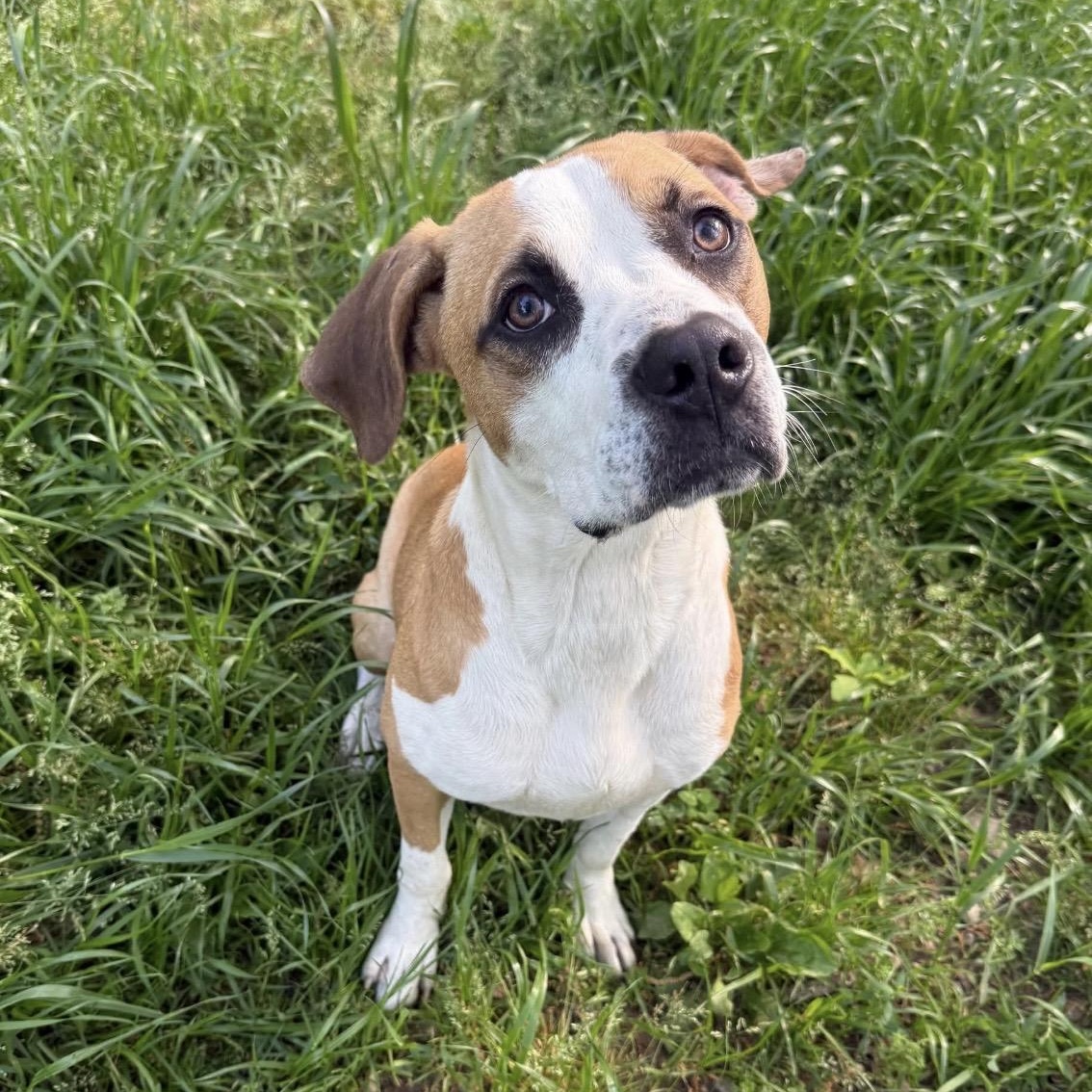 Buster, a ADOPTABLE mixed breed in Pelham, NH image 1/6