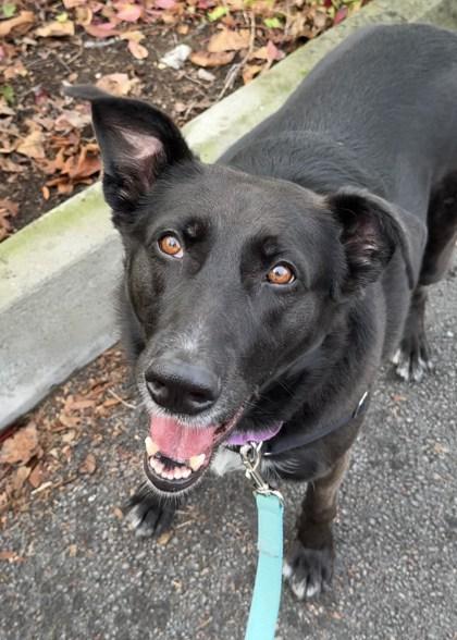 Enlarge Ella, a Adoptable mixed breed in Bellevue, WA image 1/3