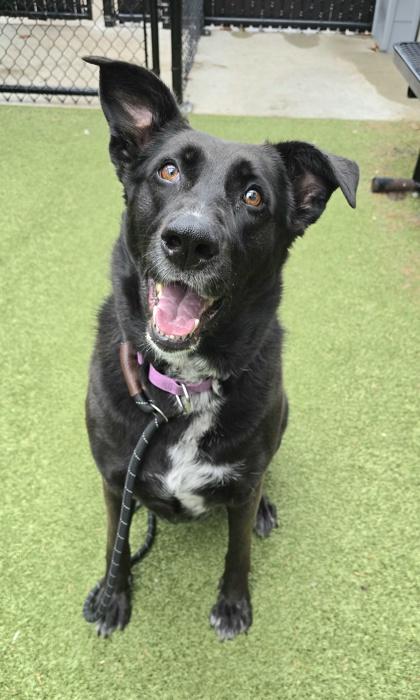 Ella — thumbnail 2