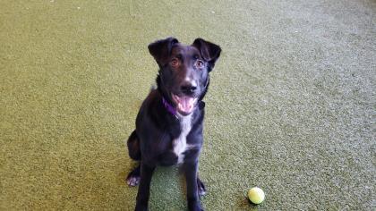 Enlarge Ella, a Adoptable mixed breed in Bellevue, WA image 1/3