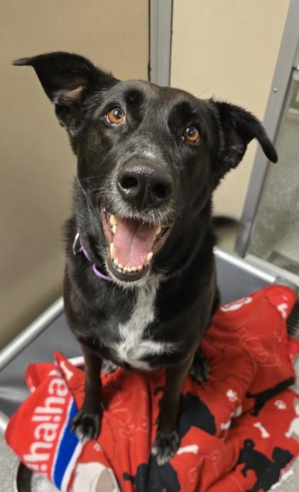 Enlarge Ella, a Adoptable mixed breed in Bellevue, WA image 2/3