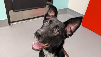 Enlarge Ella, a Adoptable mixed breed in Bellevue, WA image 3/3