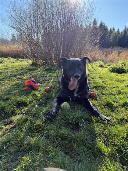 Enlarge Ella, a Adoptable mixed breed in Bellevue, WA image 3/3