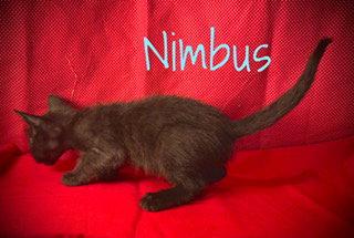 Nimbus, a Adoptable Domestic Short Hair in Pleasanton, TX image 1/2