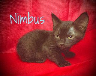 Nimbus, a Adoptable Domestic Short Hair in Pleasanton, TX image 2/2