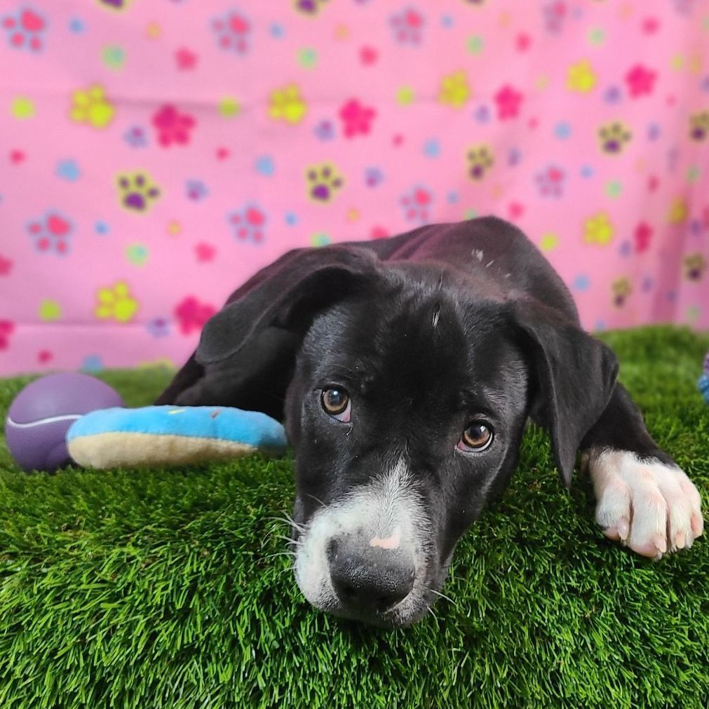 Tim , a Adoptable mixed breed in Barranquitas, PR image 1/8