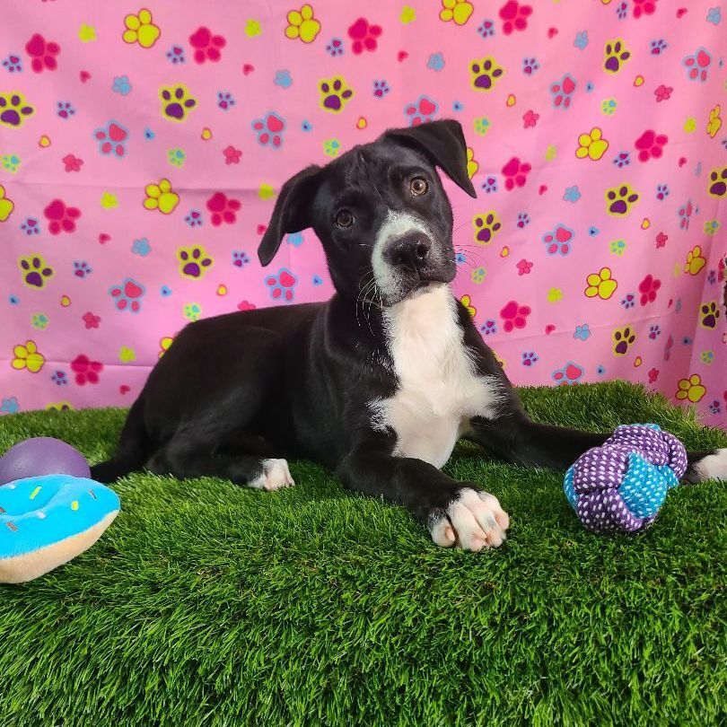 Tim , a Adoptable mixed breed in Barranquitas, PR image 2/8