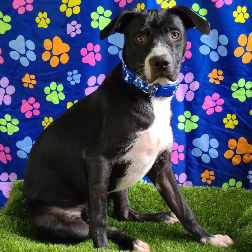 Tim , a Adoptable mixed breed in Barranquitas, PR image 3/8