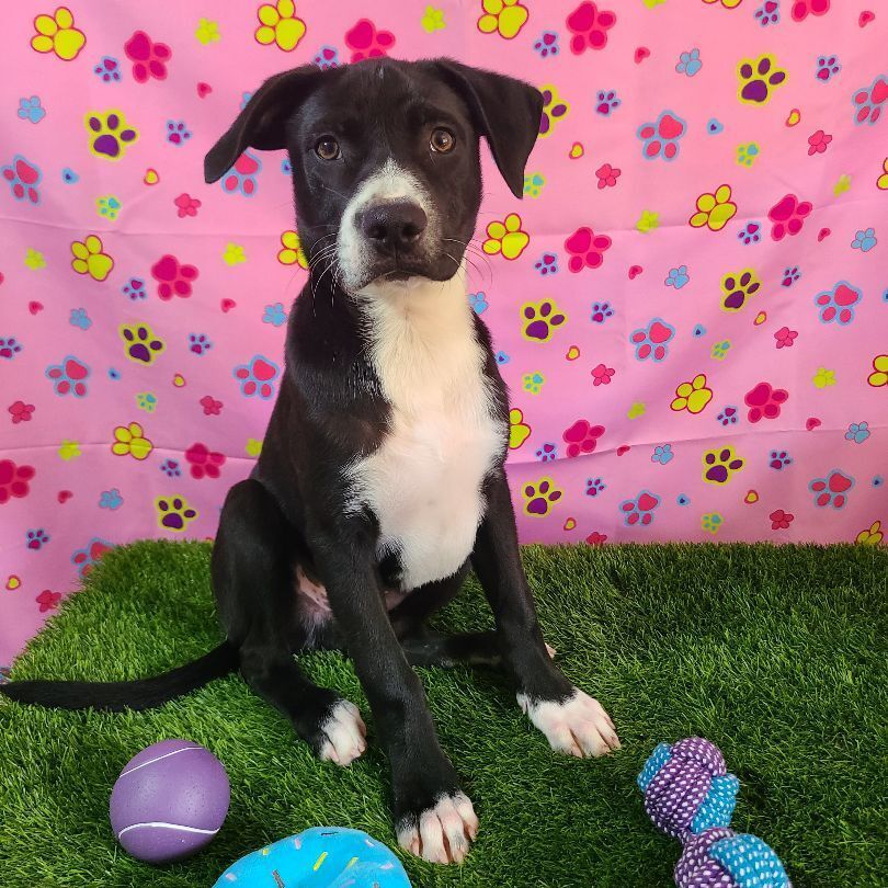 Tim , a Adoptable mixed breed in Barranquitas, PR image 4/8