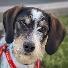 Jaxon, Adoptable, Young Male Treeing Walker Coonhound & Poodle.