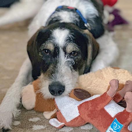 Enlarge Jaxon, a Adoptable mixed breed in Huntley, IL image 4/6