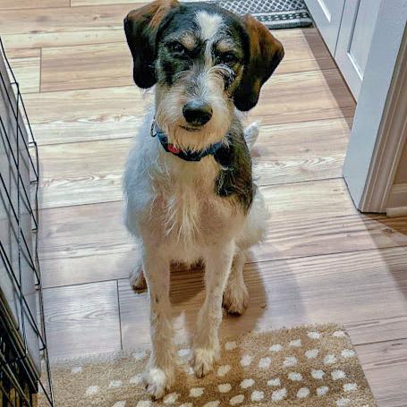 Enlarge Jaxon, a Adoptable mixed breed in Huntley, IL image 3/6