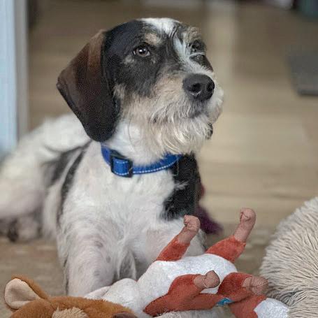 Enlarge Jaxon, a Adoptable mixed breed in Huntley, IL image 2/6