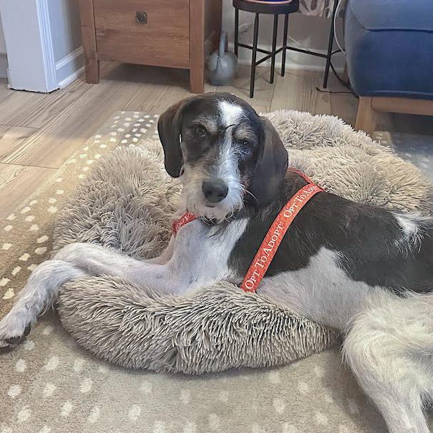 Enlarge Jaxon, a Adoptable mixed breed in Huntley, IL image 5/6