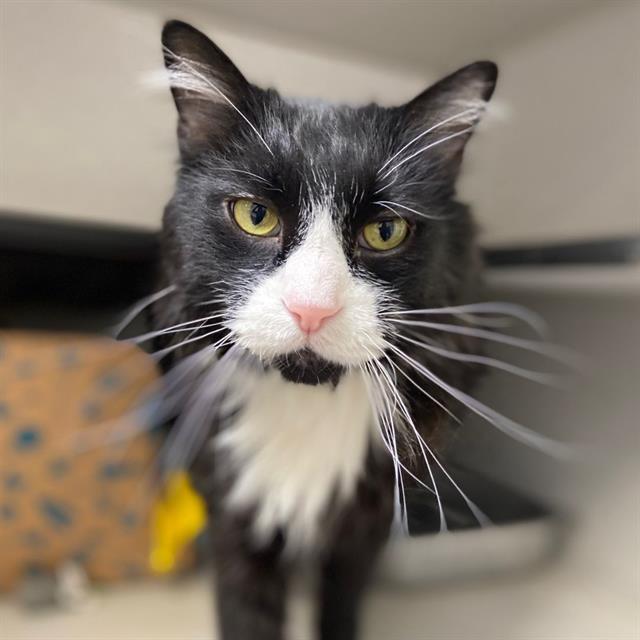 REGINALD, Adoptable, Senior Male Domestic Long Hair.