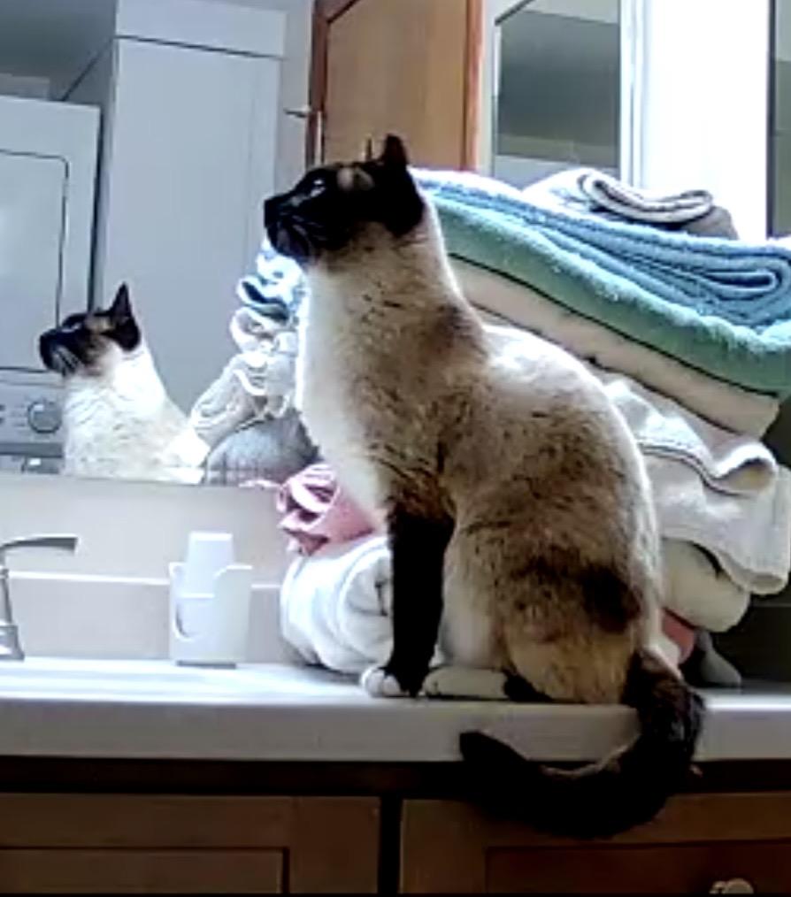 Enlarge Spencer, a Adoptable Siamese in Farmington Hills, MI image 3/3