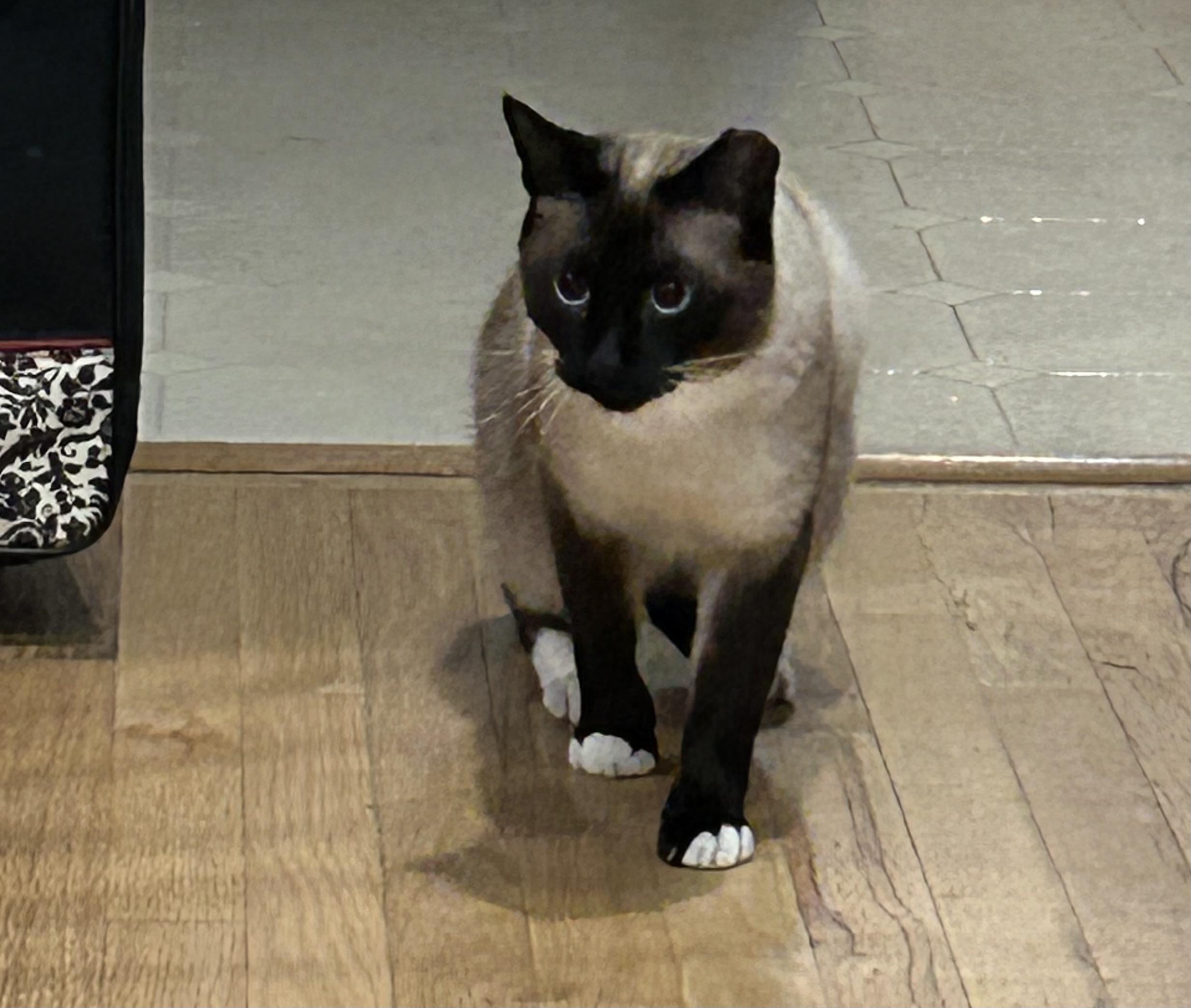 Enlarge Spencer, a Adoptable Siamese in Farmington Hills, MI image 2/3
