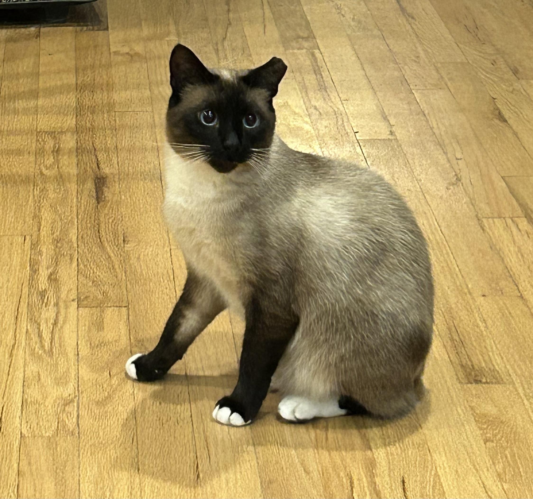 Spencer, Adoptable, Young Male Siamese.