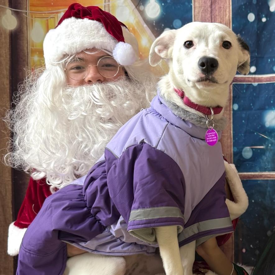 Iliana, a Adoptable mixed breed in Brooklyn, NY image 1/6