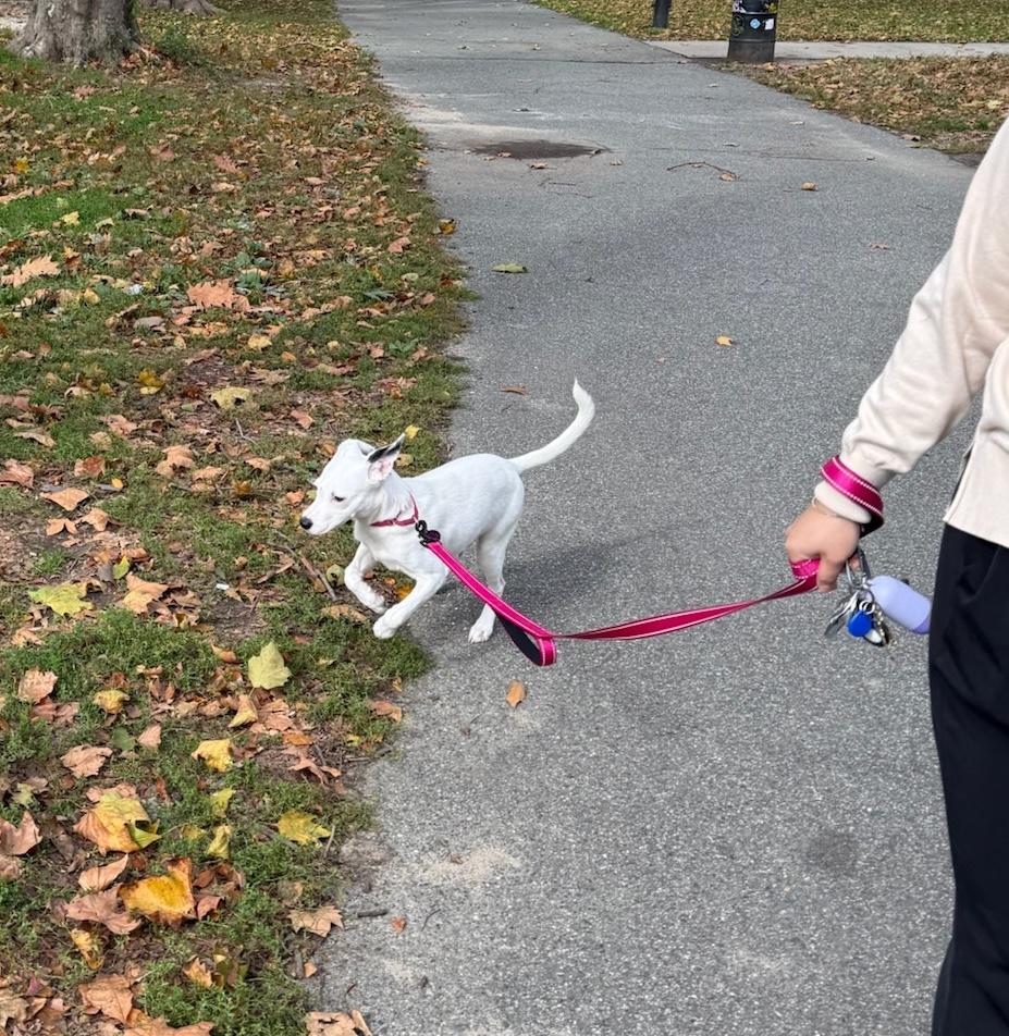 Iliana, a Adoptable mixed breed in Brooklyn, NY image 2/6