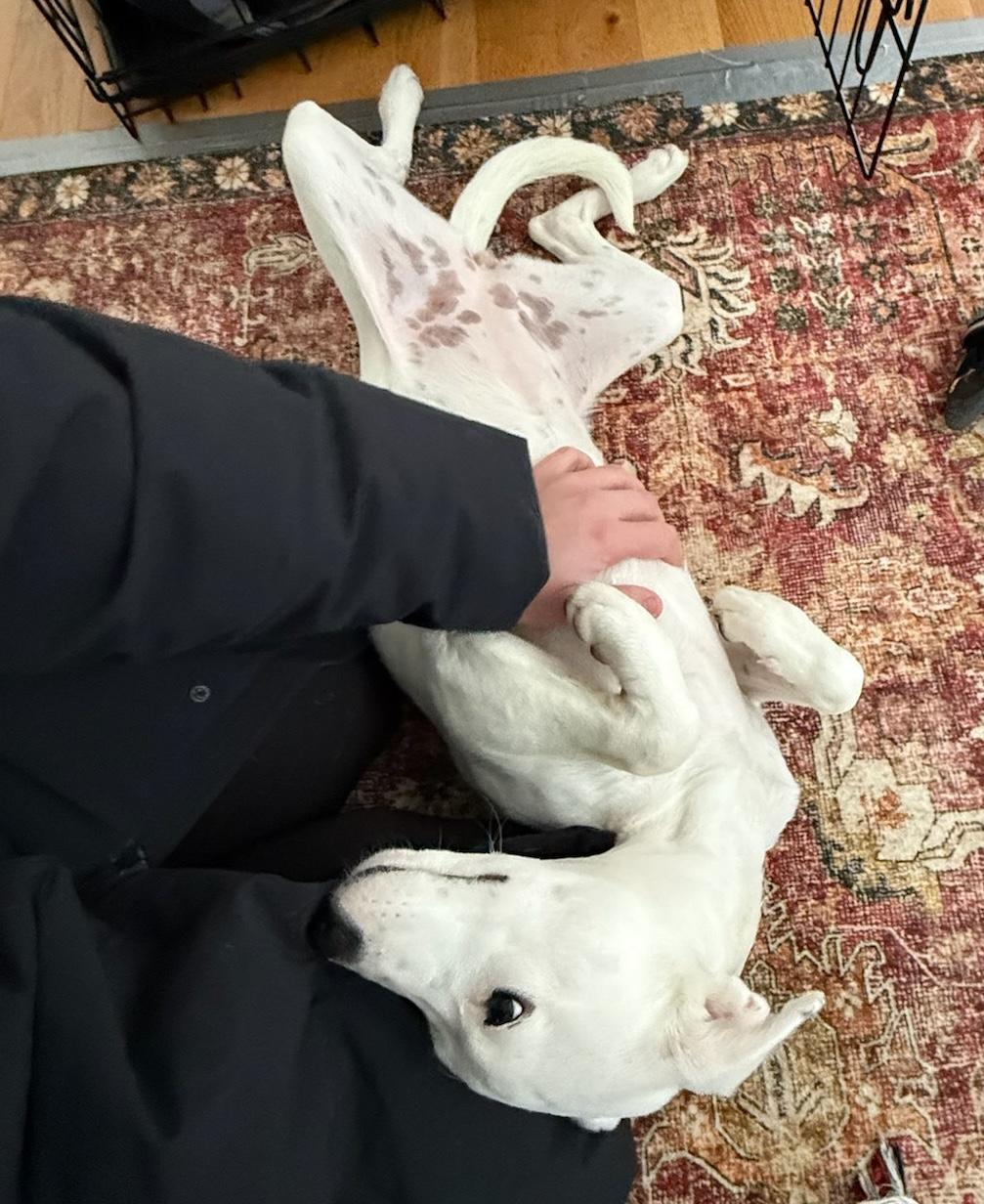 Iliana, a Adoptable mixed breed in Brooklyn, NY image 6/6