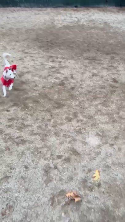 Enlarge Iliana, a Adoptable mixed breed in Brooklyn, NY video 5/6