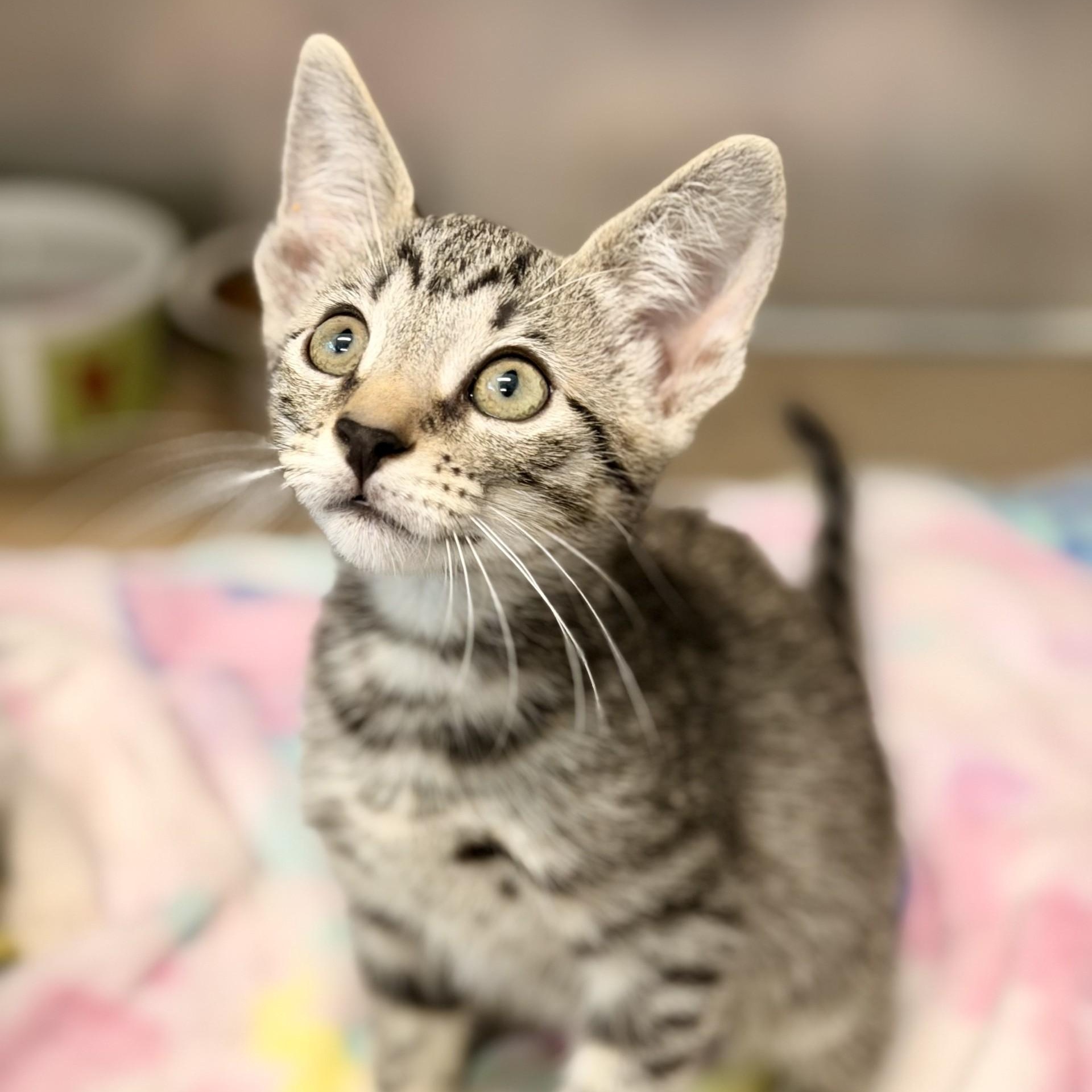 Enlarge Dialga, an adopted Domestic Short Hair in Jackson, NJ image 1/1