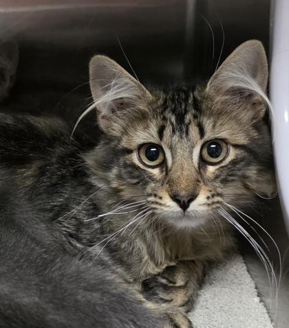 Mochi, adopted, Kitten Male Domestic Medium Hair.