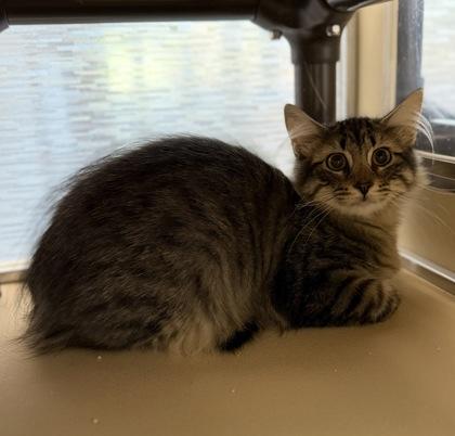 Mochi, an adopted Domestic Medium Hair in Dubuque, IA image 2/2