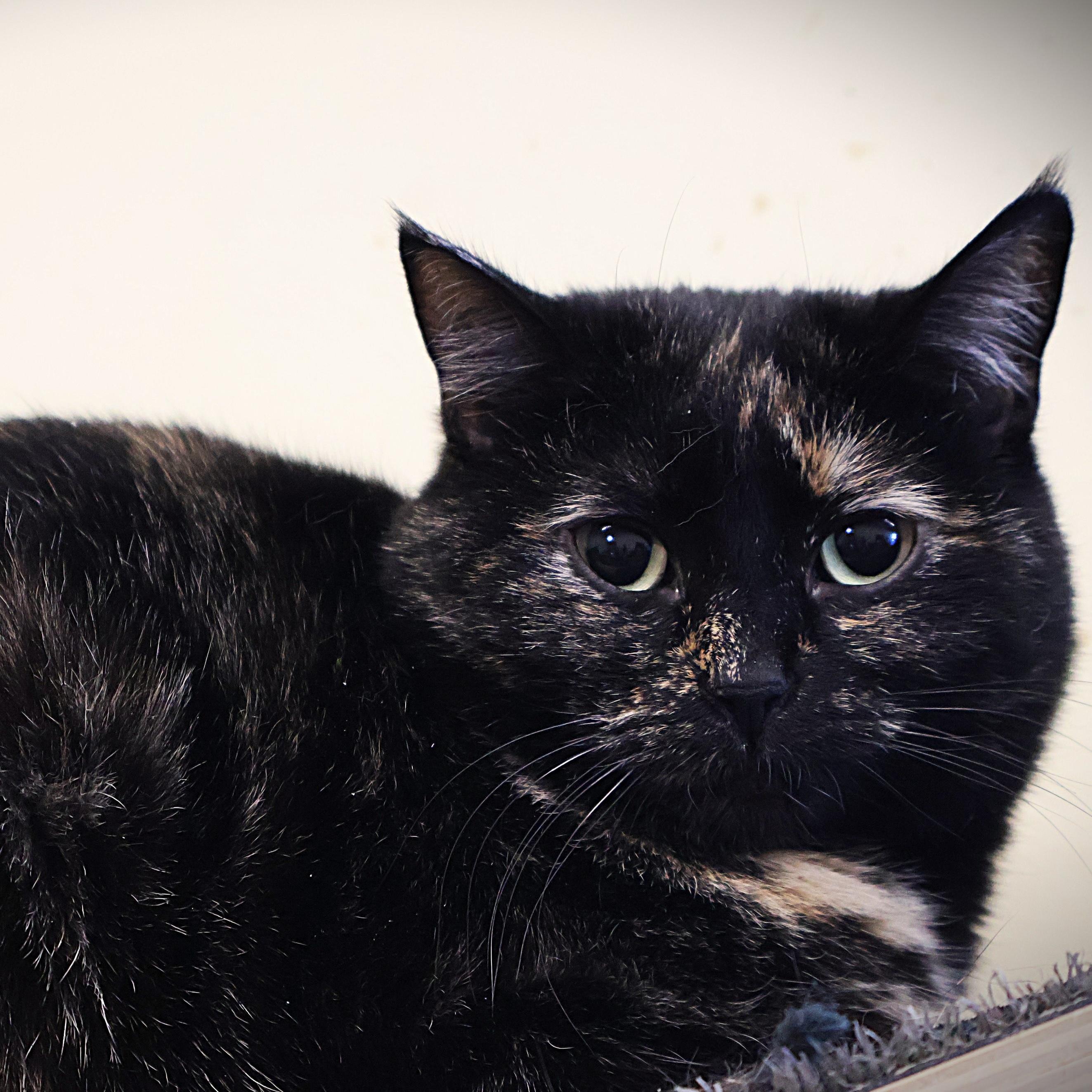 Enlarge Catherine, a Adoptable Domestic Short Hair in Rochester, MN image 2/2