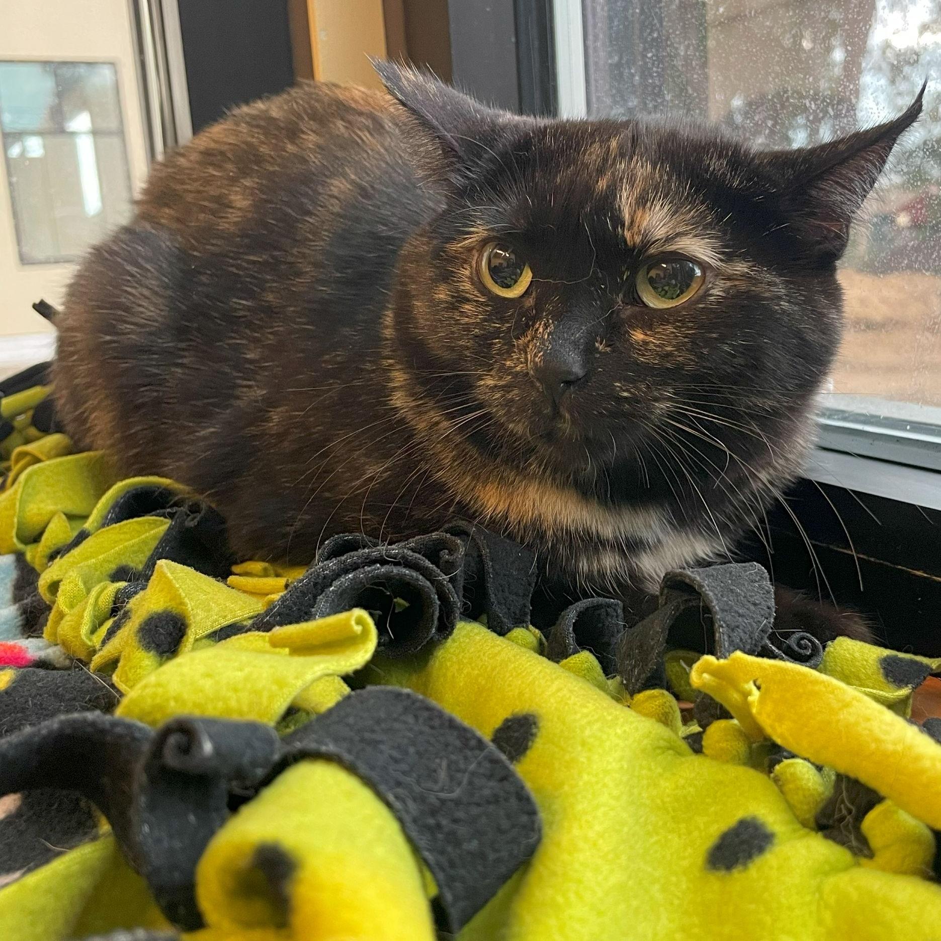 Enlarge Catherine, a Adoptable Domestic Short Hair in Rochester, MN image 1/1