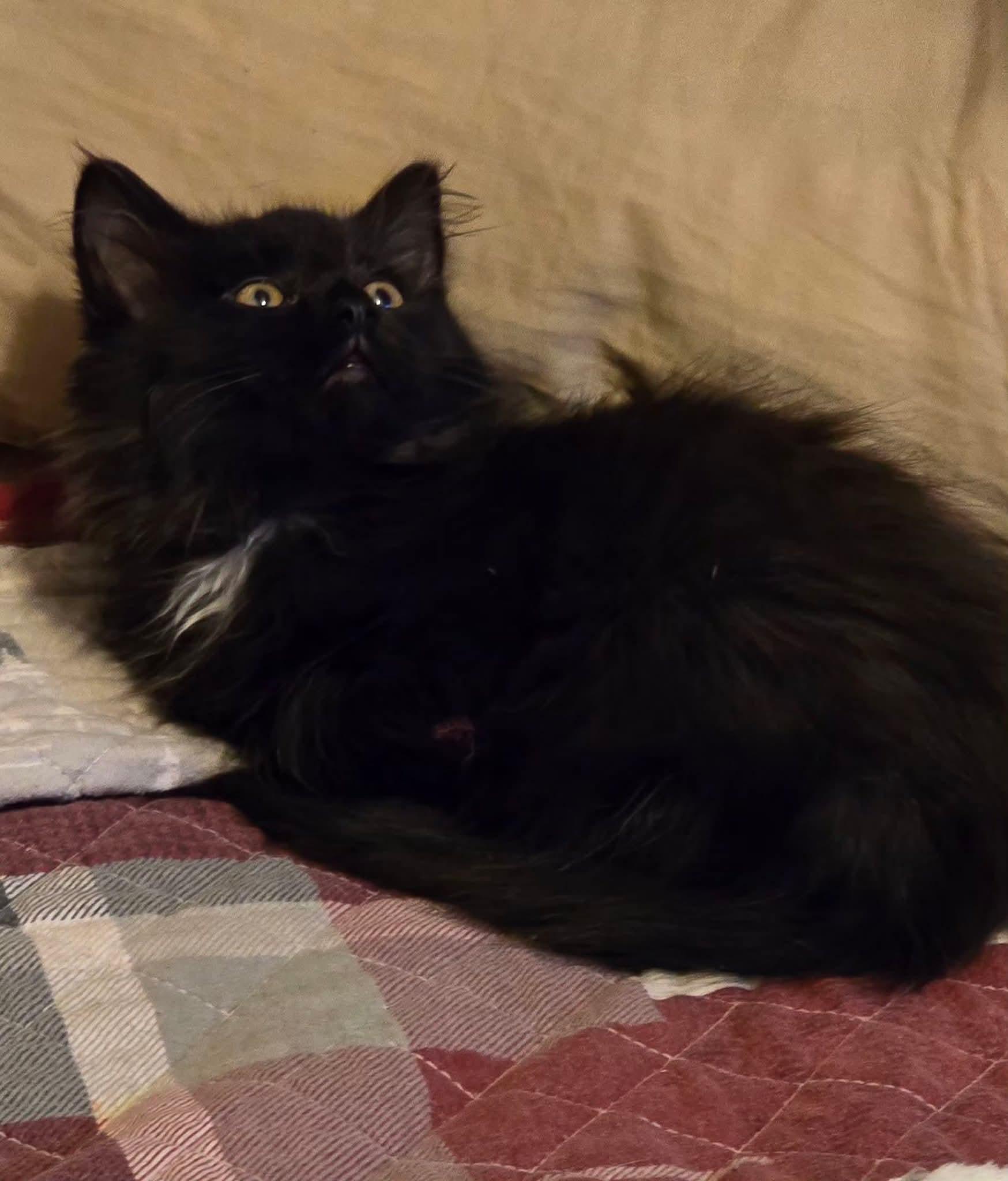 Enlarge Hensleigh , a Adoptable mixed breed in Beckley, WV image 3/3