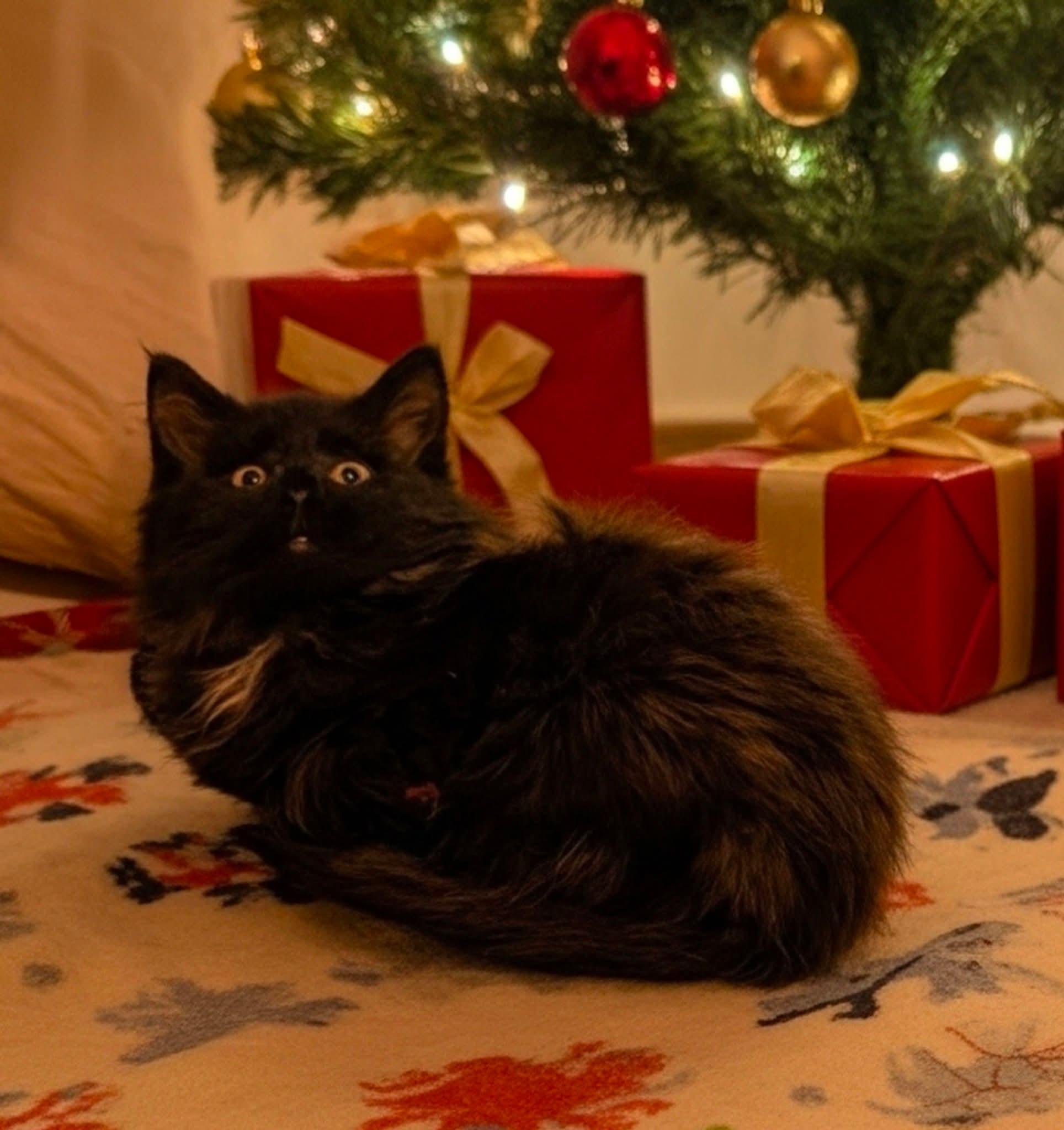 Enlarge Hensleigh , a Adoptable mixed breed in Beckley, WV image 2/3