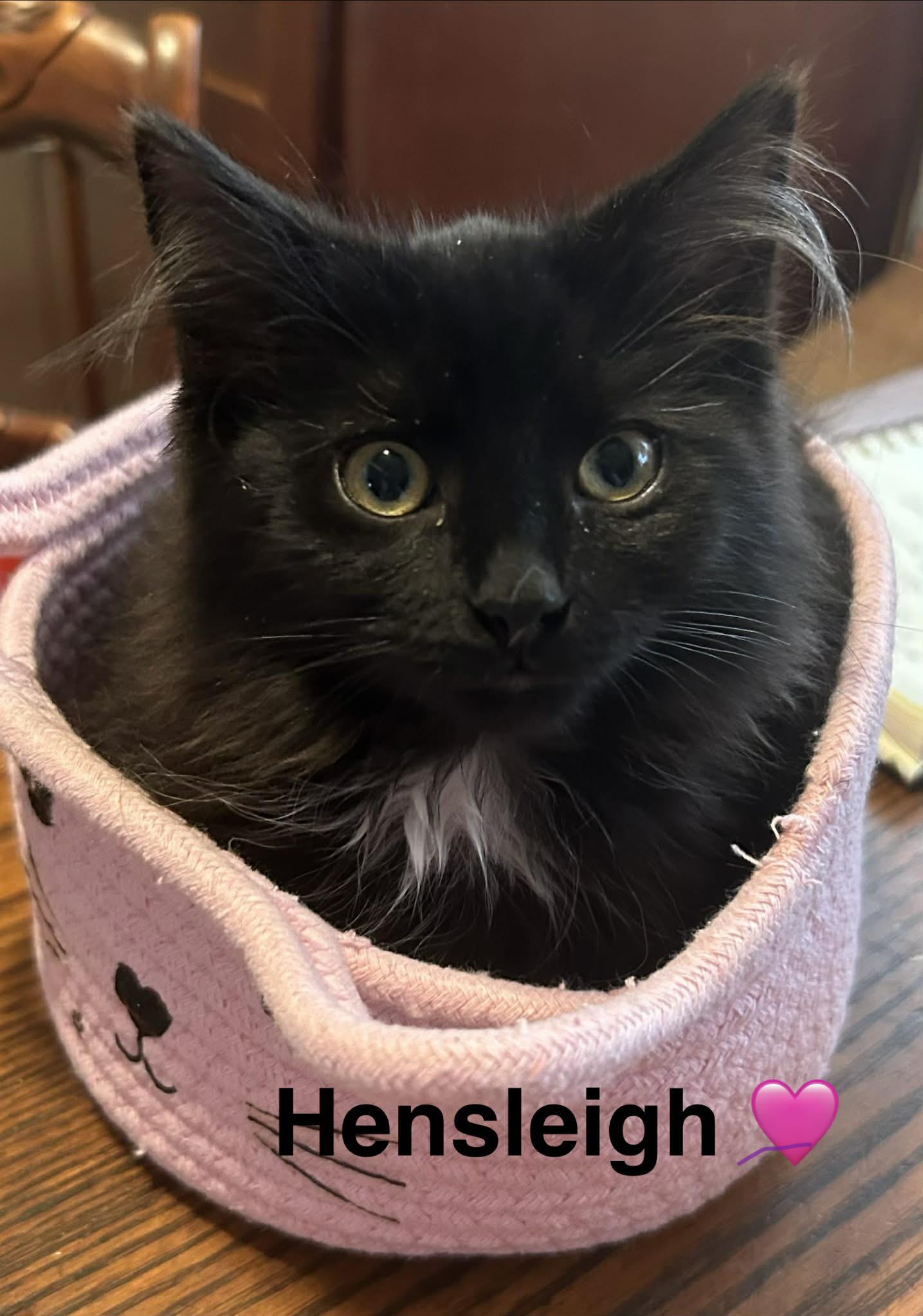 Enlarge Hensleigh , a Adoptable mixed breed in Beckley, WV image 1/3