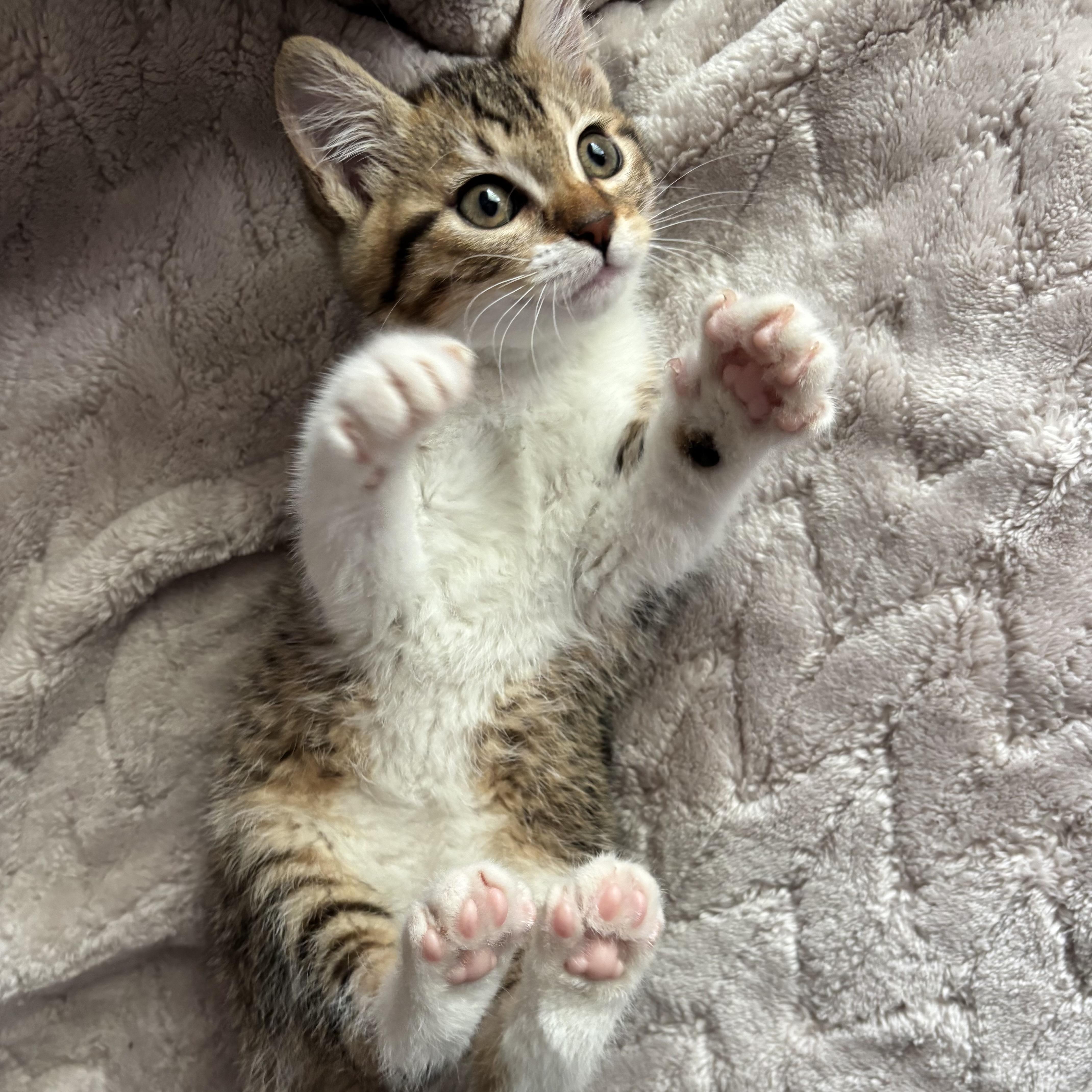 Elena, adopted, Kitten Female Domestic Short Hair.