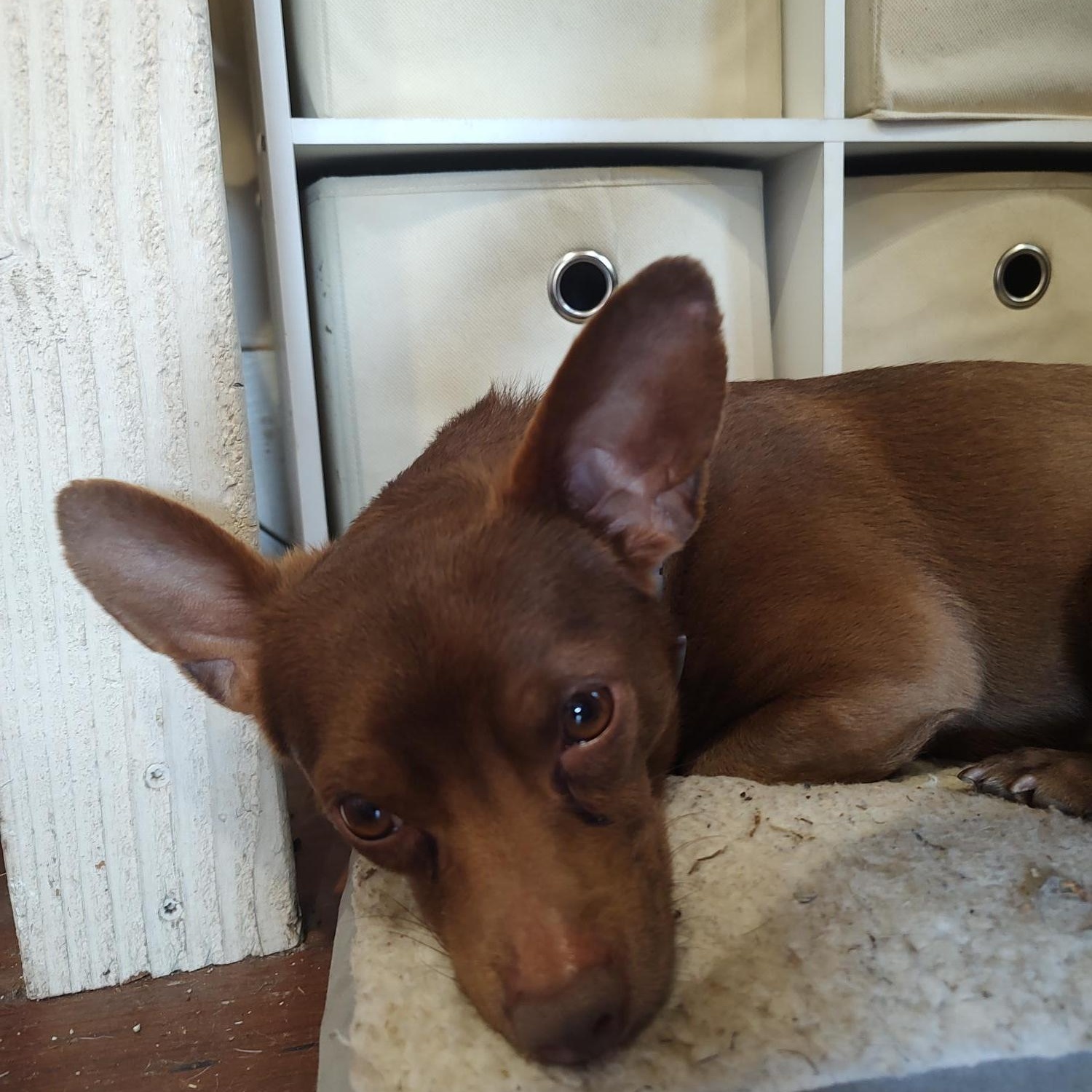 Enlarge Manny, a Adoptable Chihuahua in Hollister, CA image 4/5
