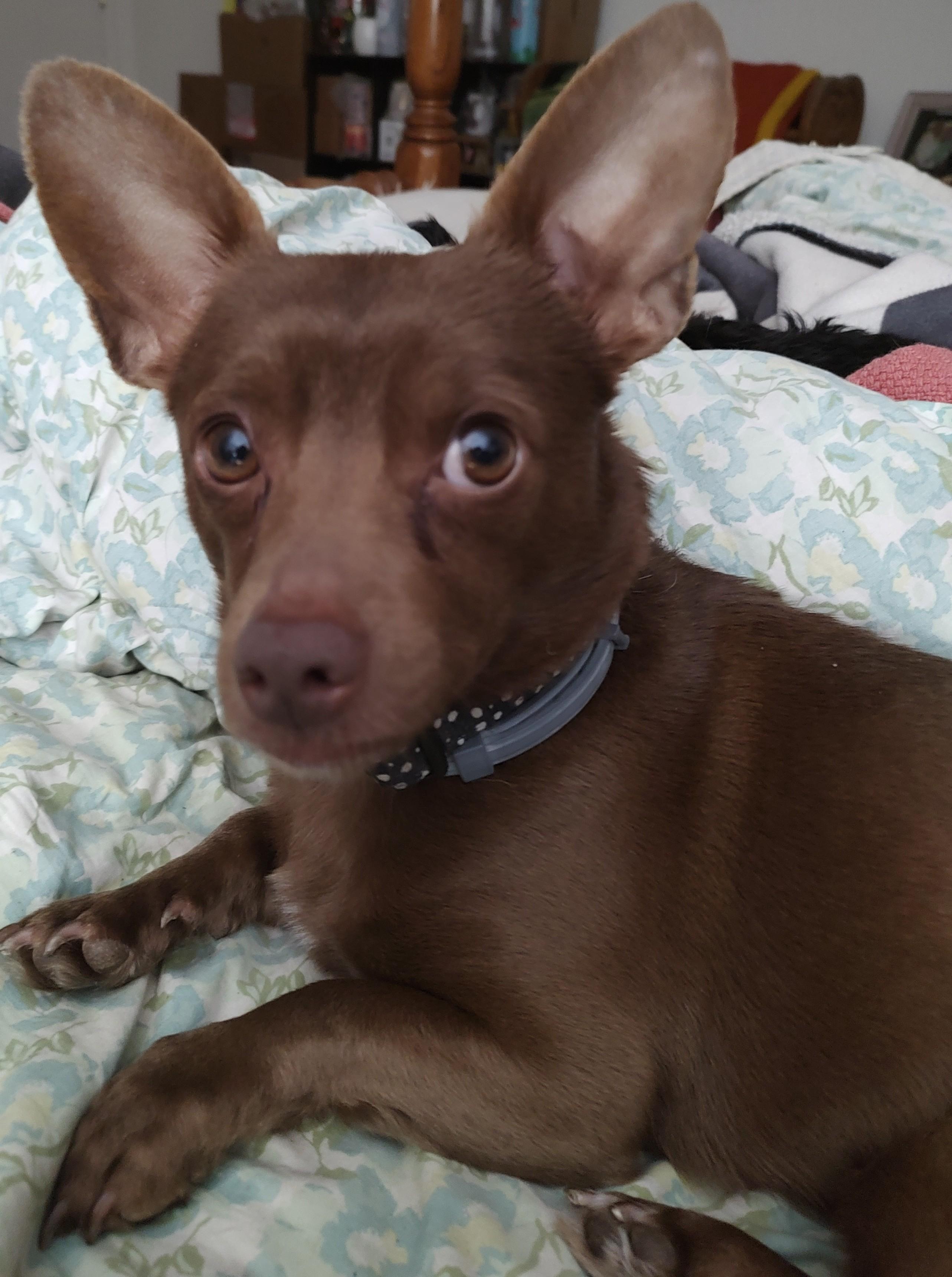 Manny, Adoptable, Adult Male Chihuahua.
