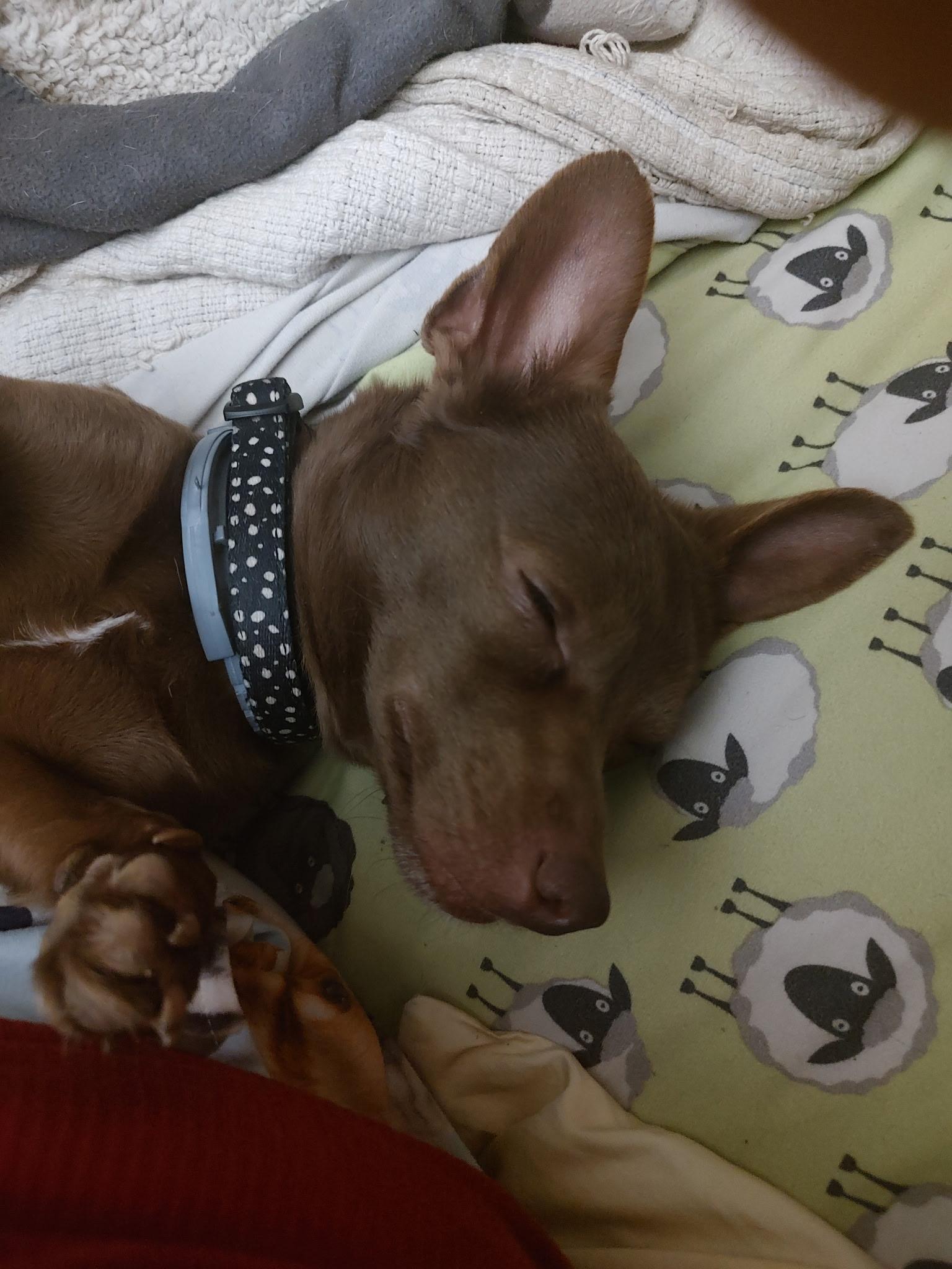 Enlarge Manny, a Adoptable Chihuahua in Hollister, CA image 2/5