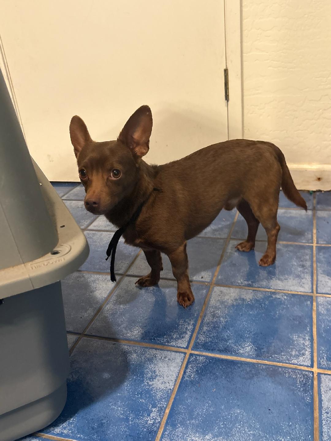 Enlarge Manny, a Adoptable Chihuahua in Hollister, CA image 3/5