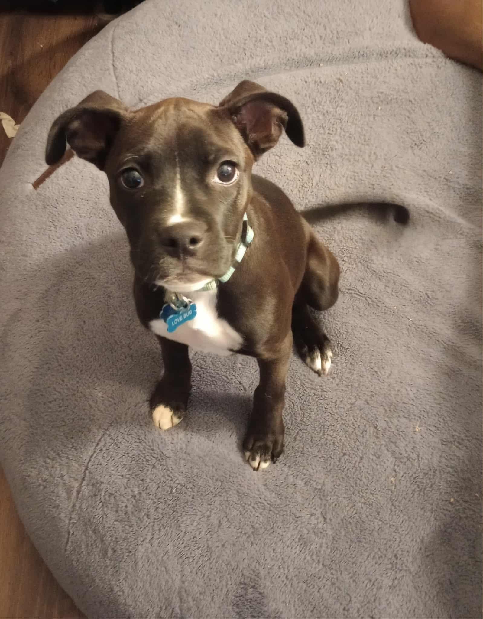 Enlarge ROSIE, a Adoptable mixed breed in Loveland, CO image 2/5